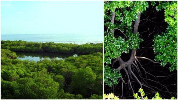 lighthouse view, lagoon, mangroves, mangrove roots, Apo Island, Apo Reef, Sablayan, Occidental Mindoro, Philippines