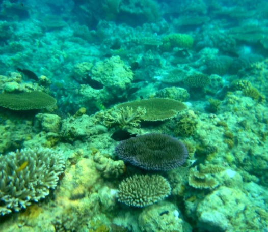 Snorkeling, Apo Island, Apo Reef, Sablayan, Occidental Mindoro, Philippines