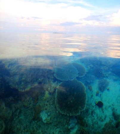snorkeling, clear water, Apo Island, Apo Reef, Sablayan, Occidental Mindoro, Philippines
